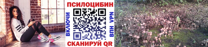 Галлюциногенные грибы Cubensis  где продают   Шахунья 